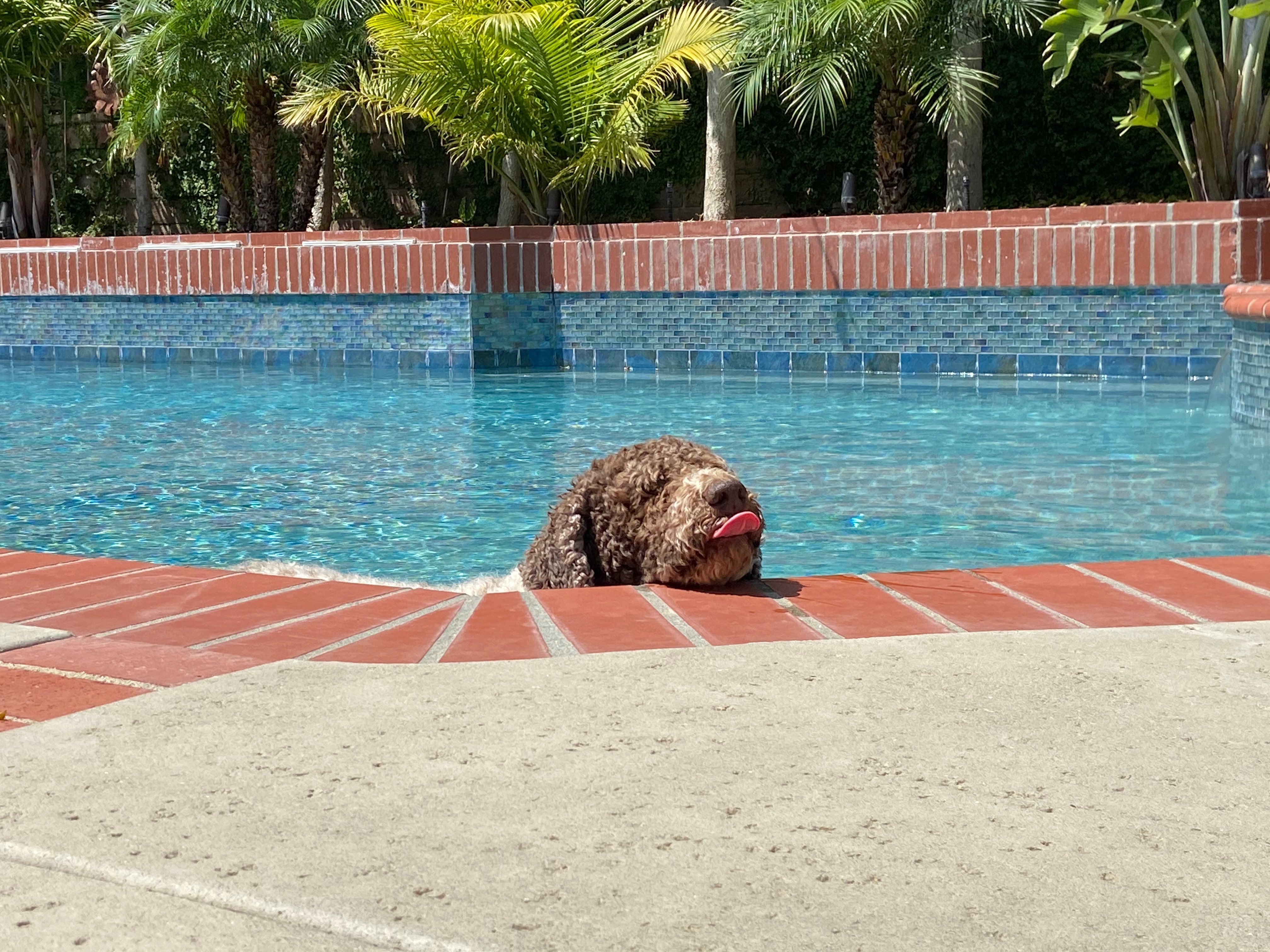 Enzo sticking tongue out in pool