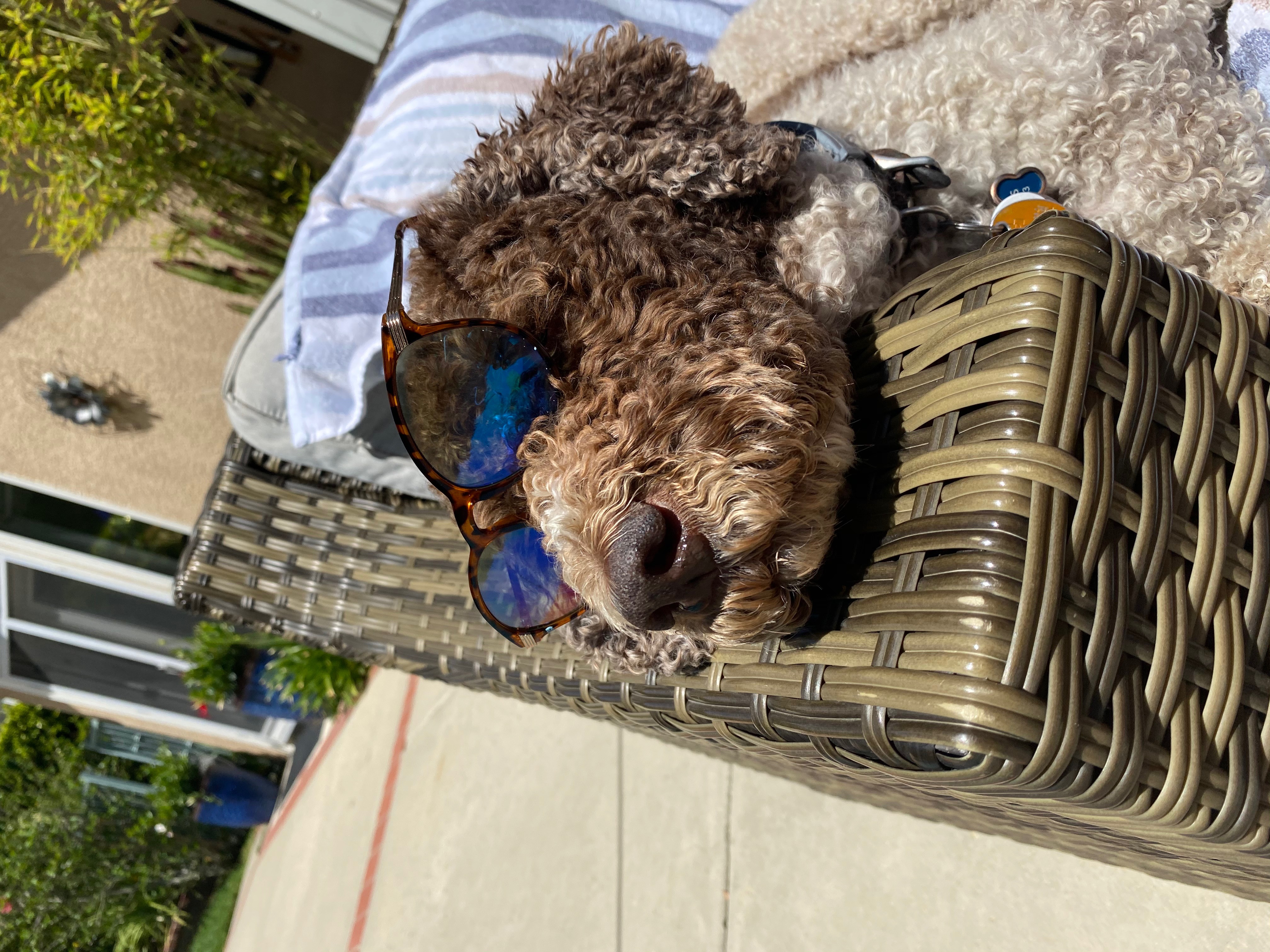 Enzo wearing sunglasses